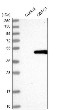 Anti-STN1 antibody produced in rabbit Prestige Antibodies&#174; Powered by Atlas Antibodies, affinity isolated antibody, buffered aqueous glycerol solution