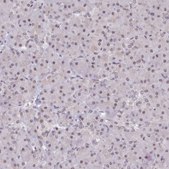 Anti-SCAF11 antibody produced in rabbit Prestige Antibodies® Powered by Atlas Antibodies, affinity isolated antibody, buffered aqueous glycerol solution