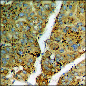 Anti-phospho-CD136/RON (pSer1394) antibody produced in rabbit affinity isolated antibody