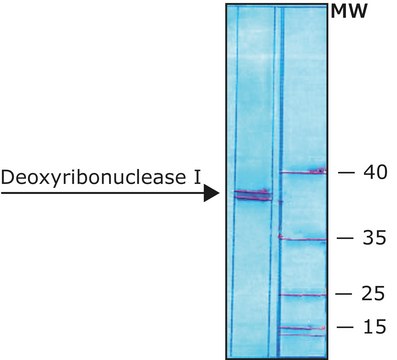 脱氧核糖核酸酶 I 牛 recombinant, expressed in Pichia pastoris, buffered aqueous glycerol solution, &#8805;5,000&#160;units/mg protein