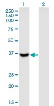 Monoclonal Anti-ITGB1BP2 antibody produced in mouse clone 3G9, purified immunoglobulin, buffered aqueous solution