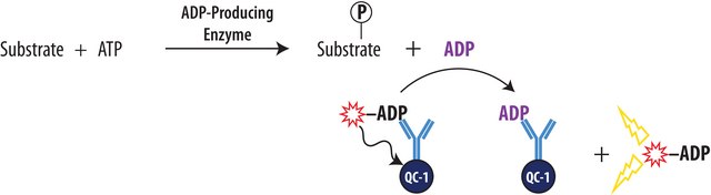 Transcreener&#174; ADP2 FI Assay