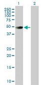 Anti-PVRL1 antibody produced in mouse purified immunoglobulin, buffered aqueous solution