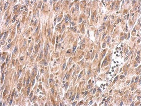 Anti-MUL1 antibody produced in rabbit