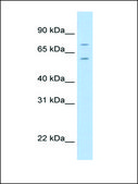 Anti-FOXK1 antibody produced in rabbit IgG fraction of antiserum