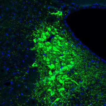 Monoclonal Anti-TH antibody produced in mouse Prestige Antibodies&#174; Powered by Atlas Antibodies, clone CL3049, purified immunoglobulin, buffered aqueous glycerol solution