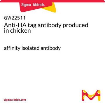 Anti-HA tag antibody produced in chicken affinity isolated antibody