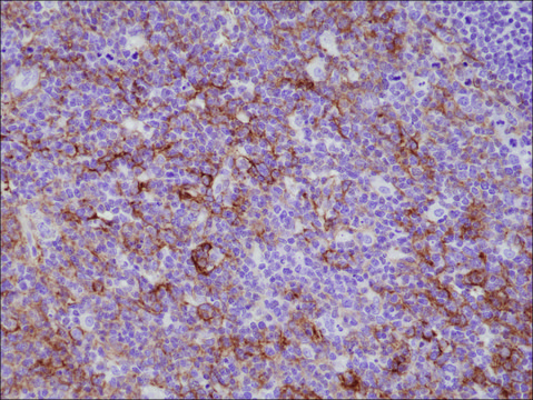 Anti-CD11b (integrin alpha-M) antibody, Rabbit Monoclonal recombinant, expressed in HEK 293 cells, clone RM290, purified immunoglobulin