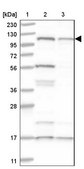 Anti-SART1 antibody produced in rabbit Prestige Antibodies® Powered by Atlas Antibodies, affinity isolated antibody, buffered aqueous glycerol solution, ab3