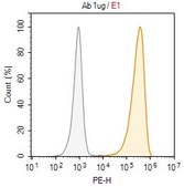 Anti-CD1d Antibody, clone 51.1 ZooMAb® Mouse Monoclonal recombinant, expressed in HEK 293 cells