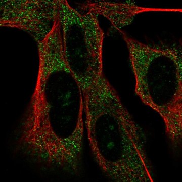 Anti-MAD2L2 antibody produced in rabbit Prestige Antibodies&#174; Powered by Atlas Antibodies, affinity isolated antibody