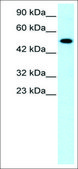 Anti-NR5A1 antibody produced in rabbit affinity isolated antibody