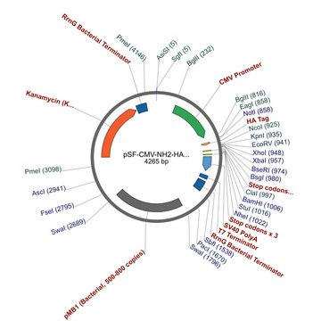 PSF-CMV-NH2-HA-EKT-NCOI - N-TERMINAL FLU HA TAG PLASMID plasmid vector for molecular cloning