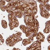 Anti-NID2 antibody produced in rabbit Prestige Antibodies® Powered by Atlas Antibodies, affinity isolated antibody, buffered aqueous glycerol solution