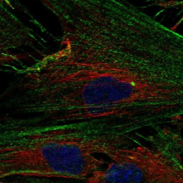 Anti-NPTX2 antibody produced in rabbit Prestige Antibodies&#174; Powered by Atlas Antibodies, affinity isolated antibody