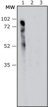 Anti-Pseudomonas aeruginosa LPS antibody, Mouse monoclonal clone PSL-52, purified from hybridoma cell culture