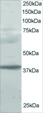 Anti-MEL18/PCGF2 antibody produced in goat affinity isolated antibody, buffered aqueous solution