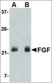 Anti-FGF4 antibody produced in rabbit affinity isolated antibody, buffered aqueous solution