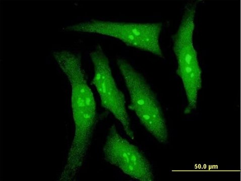 Monoclonal Anti-DYRK2 antibody produced in mouse clone 6E2, purified immunoglobulin, buffered aqueous solution