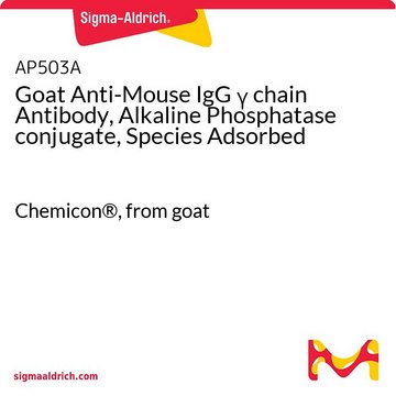 Goat Anti-Mouse IgG &#947; chain Antibody, Alkaline Phosphatase conjugate, Species Adsorbed Chemicon&#174;, from goat