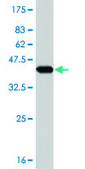 Monoclonal Anti-UBE4A antibody produced in mouse clone 1G8, purified immunoglobulin, buffered aqueous solution