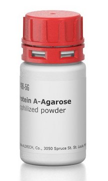 Protein&#160;A–Agarose lyophilized powder