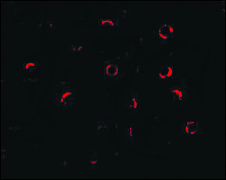 Anti-DCR1 (ab2) antibody produced in rabbit affinity isolated antibody, buffered aqueous solution