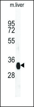 Anti-ART4 (N-term) antibody produced in rabbit IgG fraction of antiserum, buffered aqueous solution