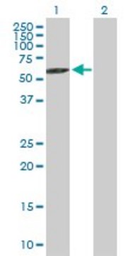 Anti-RABGEF1 antibody produced in mouse purified immunoglobulin, buffered aqueous solution