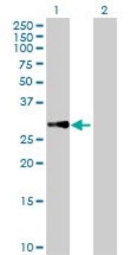 Anti-MRPL10 antibody produced in mouse purified immunoglobulin, buffered aqueous solution