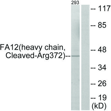 Anti-FA12 (heavy chain, Cleaved-Arg372) antibody produced in rabbit affinity isolated antibody