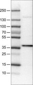 Monoclonal Anti-USP46 antibody produced in mouse Prestige Antibodies® Powered by Atlas Antibodies, clone CL0364, purified immunoglobulin, buffered aqueous glycerol solution