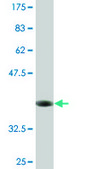 Monoclonal Anti-SFXN3, (N-terminal) antibody produced in mouse clone 4A3, purified immunoglobulin, buffered aqueous solution