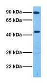 Anti-SOX4 antibody produced in rabbit affinity isolated antibody