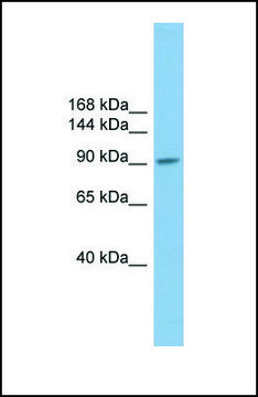 Anti-PIWIL2, (N-terminal) antibody produced in rabbit affinity isolated antibody