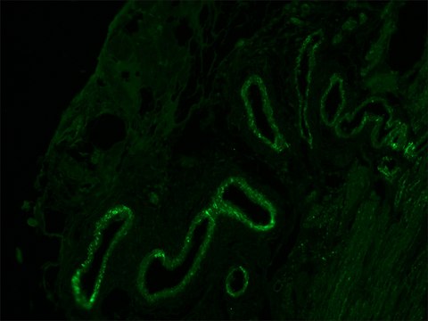 Anti-Mouse IgG (Fc specific) F(ab&#8242;)2 fragment&#8722;FITC antibody produced in goat flow cytometry grade, affinity isolated antibody, buffered aqueous solution