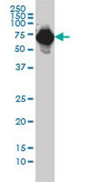 Anti-AFP Mouse mAb (1G7) liquid, clone 1G7, Calbiochem&#174;