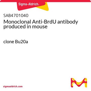 Monoclonal Anti-BrdU antibody produced in mouse clone Bu20a