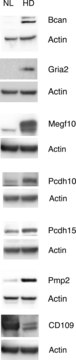 Anti-PCDH15 antibody produced in rabbit affinity isolated antibody