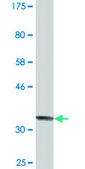 Monoclonal Anti-RIMS2 antibody produced in mouse clone 3C12, ascites fluid