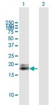 ANTI-IFNA1 antibody produced in mouse purified immunoglobulin, buffered aqueous solution