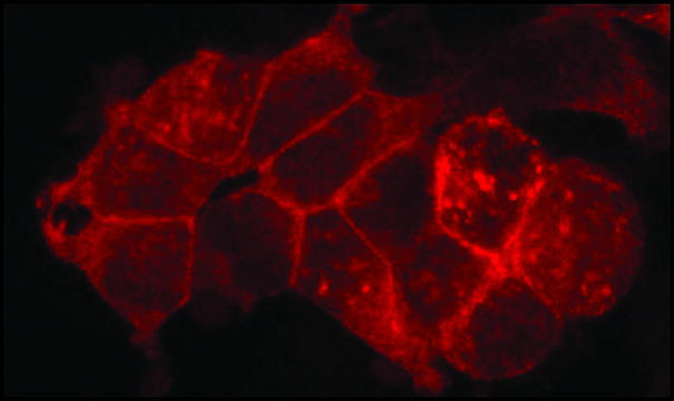 Anti-Flotillin 2 (C-terminal) ~1&#160;mg/mL, affinity isolated antibody, buffered aqueous solution