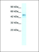 Anti-ONECUT2 antibody produced in rabbit IgG fraction of antiserum
