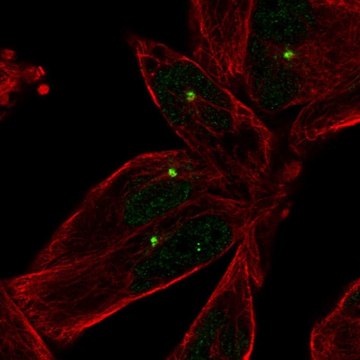 Anti-E2F1 antibody produced in rabbit Prestige Antibodies&#174; Powered by Atlas Antibodies, affinity isolated antibody