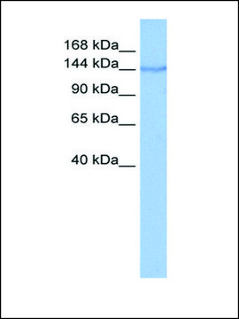 Anti-COPA antibody produced in rabbit affinity isolated antibody