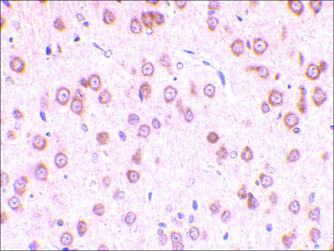 Anti-TLR5 antibody produced in rabbit affinity isolated antibody, buffered aqueous solution