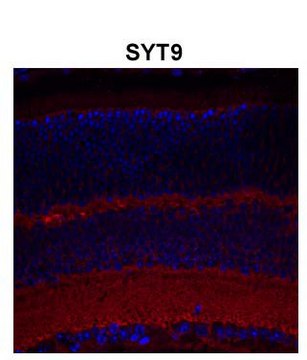 Anti-SYT9 antibody produced in rabbit affinity isolated antibody