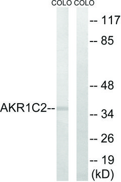 Anti-AKR1C2 antibody produced in rabbit affinity isolated antibody