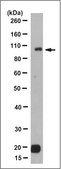 Anti-Semaphorin 4A Antibody, clone 8B5.1 clone 8B5.1, from mouse