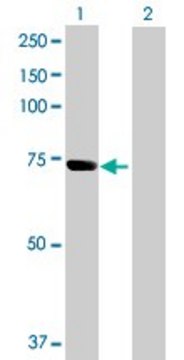 Anti-SH3PX3 antibody produced in mouse purified immunoglobulin, buffered aqueous solution